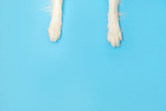 Funny puppy dog border collie paws close up isolated on blue background. Pet care and animals concept. Dog foot leg overhead top view. Flat lay copy space place for text.