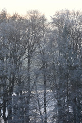 Bäume, winterlich