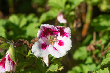 Pink and white geranium flowers during spring