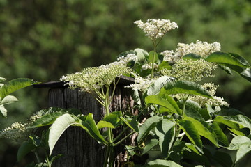 Holunderblüten