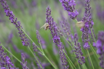 Obraz premium lavender in the field
