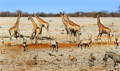 Obraz na płótnie Canvas Busy Waterhole in Etosha National Park, with Giraffes, Impala, Oryx and Zebra. Okaukeujo is the main camp in Etosha and it's waterhole is a magnet for both the wildlife