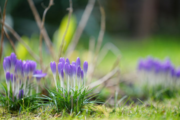 a lot of crocus flowers on the garden lawn in early spring