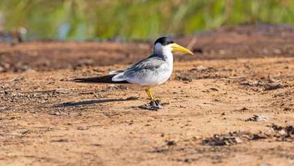 Obraz premium Large Billed Tern on a Sandbar in the River