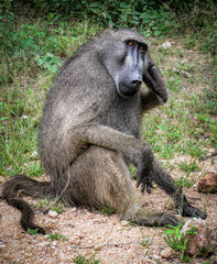 A wild male baboon in the Kruger Park, South Africa sitting and scratching its head.  