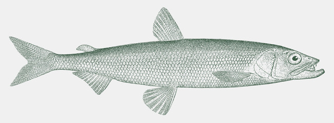 Pacific rainbow smelt, osmerus dentex, a fish from the northern pacific ocean in side view © M