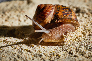 Snail Muller gliding on the wet leaves. Large white mollusk snails with brown striped shell,...
