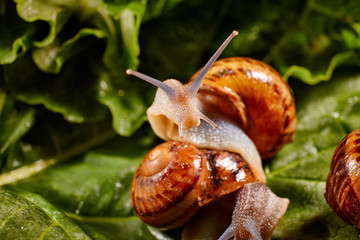 Snail Muller gliding on the wet leaves. Large white mollusk snails with brown striped shell, crawling on vegetables. Helix pomatia, Burgundy, Roman, escargot. Caviar. Kisses of snails in greens.
