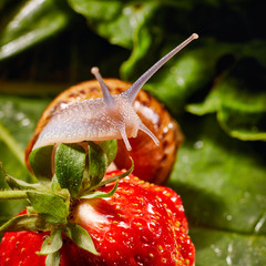 Snail Muller gliding on the wet leaves. Large white mollusk snails with brown striped shell, crawling on vegetables. Helix pomatia, Burgundy, Roman, escargot. Caviar. Kisses of snails in strawberries.