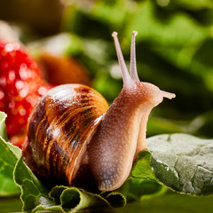 Snail Muller gliding on the wet leaves. Large white mollusk snails with brown striped shell, crawling on vegetables. Helix pomatia, Burgundy, Roman, escargot. Caviar. Kisses of snails in strawberries.