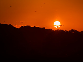 Vultures in the Sierra de San Pedro, Cáceres, Extremadura, Spain, Europe