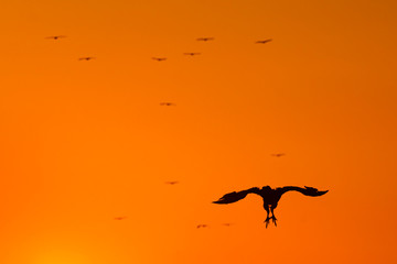Vultures in the Sierra de San Pedro, Cáceres, Extremadura, Spain, Europe