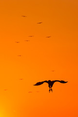 Vultures in the Sierra de San Pedro, Cáceres, Extremadura, Spain, Europe