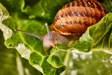 Snail Muller gliding on the wet leaves. Large white mollusk snails with brown striped shell, crawling on vegetables. Helix pomatia, Burgundy, Roman, escargot. Caviar. Kisses of snails in greens.