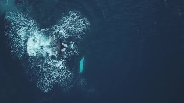 close up aerial footage of humpback bull powerful tailslapping till second humpback shows up / sainte marie Madagascar Africa