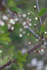 thin cherry tree branch with buds and flower in spring park