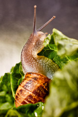 Snail Muller gliding on the wet leaves. Large white mollusk snails with brown striped shell,...