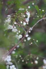 blooming picturesque spring cherry tree with buds and flower