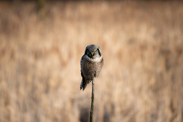 A Northern Hawk Owl Hunting During Winter.