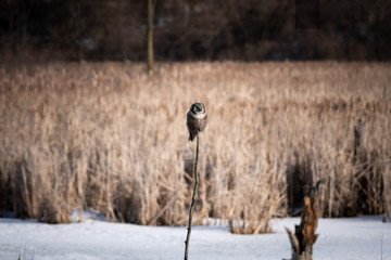 A Northern Hawk Owl Perched During Winter.
