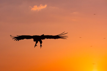 Black vulture, monk vulture, or Eurasian black vulture (Aegypius monachus), Vultures in the Sierra de San Pedro, Cáceres, Extremadura, Spain, Europe