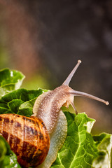 Snail Muller gliding on the wet leaves. Large white mollusk snails with brown striped shell,...