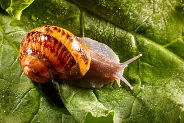 Snail Muller gliding on the wet leaves. Large white mollusk snails with brown striped shell, crawling on vegetables. Helix pomatia, Burgundy, Roman, escargot. Caviar. Kisses of snails in greens.