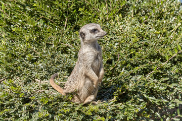 Meerkat standing on a bush and carefully guarding