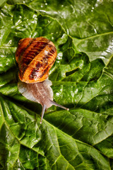 Snail Muller gliding on the wet leaves. Large white mollusk snails with brown striped shell,...