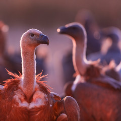 Griffon vulture - BUITRE LEONADO, (Gyps fulvus), Vultures in the Sierra de San Pedro, Cáceres,...