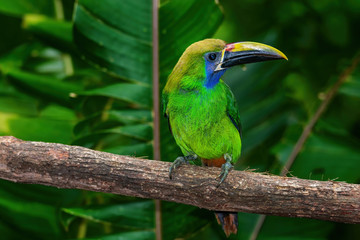 Emerald toucanet resting on branch