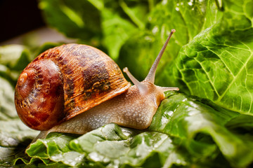 Snail Muller gliding on the wet leaves. Large white mollusk snails with brown striped shell, crawling on vegetables. Helix pomatia, Burgundy, Roman, escargot. Caviar. Kisses of snails in greens.