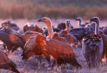 Griffon vulture - BUITRE LEONADO, (Gyps fulvus), Vultures in the Sierra de San Pedro, Cáceres,...