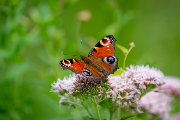 Peacock Butterfly sunbathing on a flower.