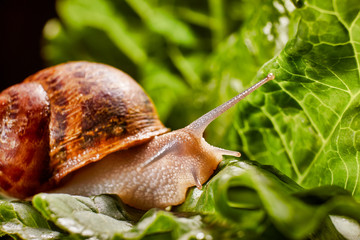 Snail Muller gliding on the wet leaves. Large white mollusk snails with brown striped shell, crawling on vegetables. Helix pomatia, Burgundy, Roman, escargot. Caviar. Kisses of snails in greens.