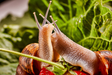 Snail Muller gliding on the wet leaves. Large white mollusk snails with brown striped shell, crawling on vegetables. Helix pomatia, Burgundy, Roman, escargot. Caviar. Kisses of snails in strawberries.