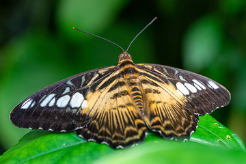 Fototapeta na wymiar Brown Clipper Butterfly bathing in the sun.