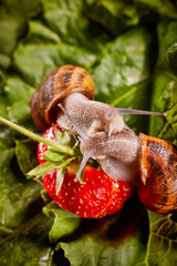 Snail Muller gliding on the wet leaves. Large white mollusk snails with brown striped shell, crawling on vegetables. Helix pomatia, Burgundy, Roman, escargot. Caviar. Kisses of snails in strawberries.