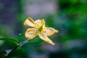 close up of yellow flower