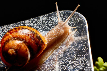 Snail Muller gliding on the wet leaves. Large white mollusk snails with brown striped shell,...
