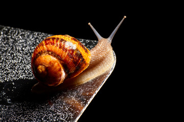 Snail Muller gliding on the wet leaves. Large white mollusk snails with brown striped shell, crawling on vegetables. Helix pomatia, Burgundy, Roman, escargot. Caviar. Kisses of snails.