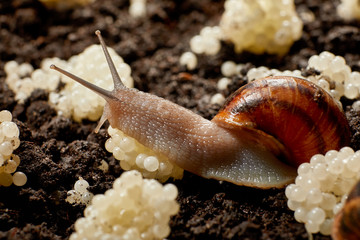Snail Muller gliding on the wet leaves. Large white mollusk snails with brown striped shell,...