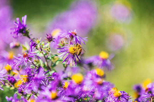 Honey bee pollinating purple aster flower in USA Canada garden in autumn fall nature background. Bees, flowers copy space.