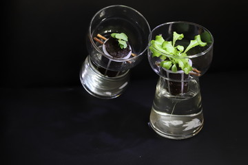 hydroponic growing