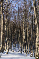 Panorama z widokiem na góry, drzewa z pięknym światłem © Tomasz
