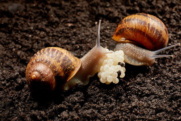 Snail Muller gliding on the wet leaves. Large white mollusk snails with brown striped shell,...