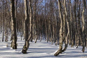Panorama z widokiem na góry, drzewa z pięknym światłem © Tomasz
