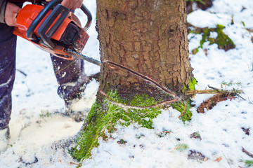 man with motor chainsaw cutting tree in forest. focus on the tree