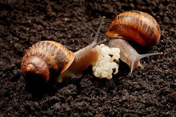 Snail Muller gliding on the wet leaves. Large white mollusk snails with brown striped shell, crawling on vegetables. Helix pomatia, Burgundy, Roman, escargot. Сaviar of snails. Reproduction