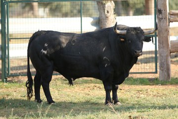 Bull in spain in the green field